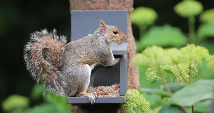 Eastern gray squirrel eating nuts and seeds from squirrel feeder in garden
