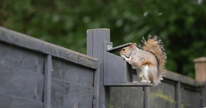 Eastern gray squirrel eating nuts and seeds from squirrel feeder in garden
