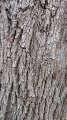 Fototapeta premium Background with natural texture of old oak bark with deep cracks and a characteristic pattern.