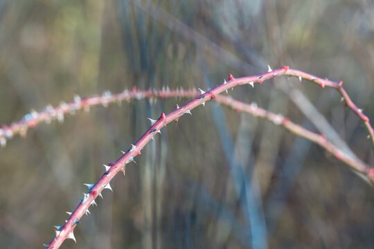 Thorny Branch with Red presented in a natural scene in an outdoor setting, in a natural environment, under daylight, with a natural mood, suitable for wildlife, conservation.
