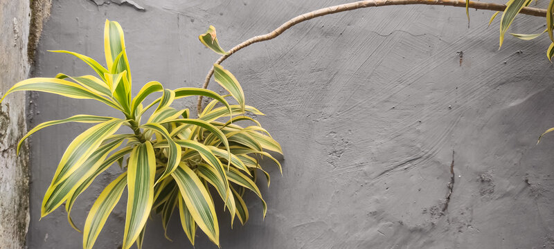 Drakaena song of india, Dracaena reflexa is an ornamental plant a type of suji plant that originates from the Indian Ocean. Close up of dracaena leaves.