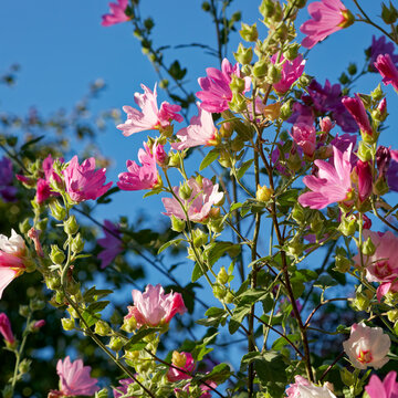 Hibiscus arbuste en fleur