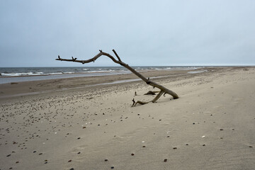 Wybrzeże Bałtyku, konar starego drzewa wyrzucony na plażę przez morze podczas sztormu © Zbigniew