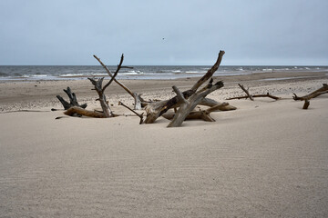 Stare konary drzew wyrzucone przez morze na plaży Bałtyku, Słowiński Park Narodowy, Pomorskie, Polska  © Zbigniew
