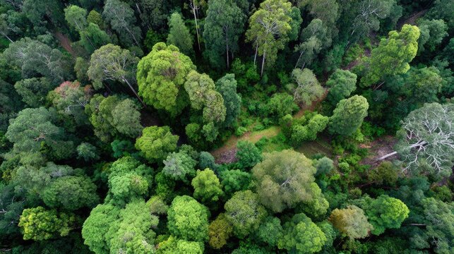 Canopy of Green: A high-angle perspective unveils a vibrant tapestry of diverse trees and foliage, celebrating the rich biodiversity of a flourishing forest.