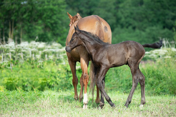 Naklejka premium beautiful black foal of sportive breed walking with mom at green meadow at freedom. morning