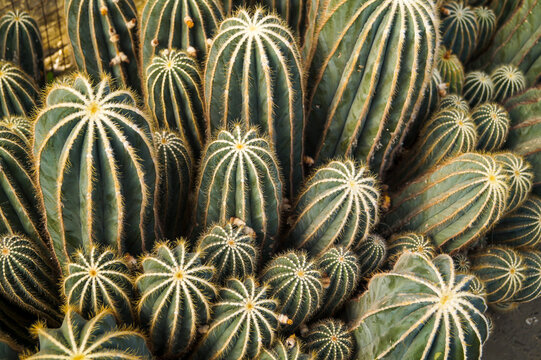 Parodia Magnifica, commonly known as Ball cactus or Balloon Cactus at Pine View Nursery in Kalimpong West Bengal India