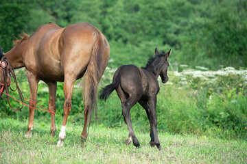 Obraz premium beautiful black foal of sportive breed walking with mom at green meadow at freedom. morning
