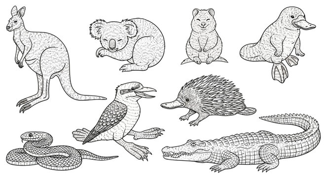 Australian Animals Illustration Collection.
