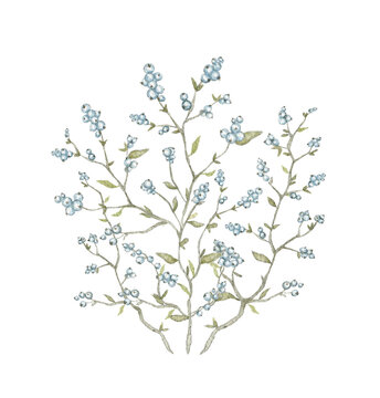 Composition with vintage graceful branches with blue berries. Watercolor hand drawn illustration