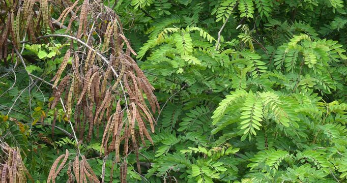 Senna siamea growing, mature seed pods of Senna siamea, medicinal plant.