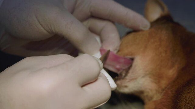 Close-up of a veterinary surgeon wearing gloves and taking a cytological scraping from a cat's tongue neoplasm with a scalpel to perform a biopsy for cancer diagnosis.
