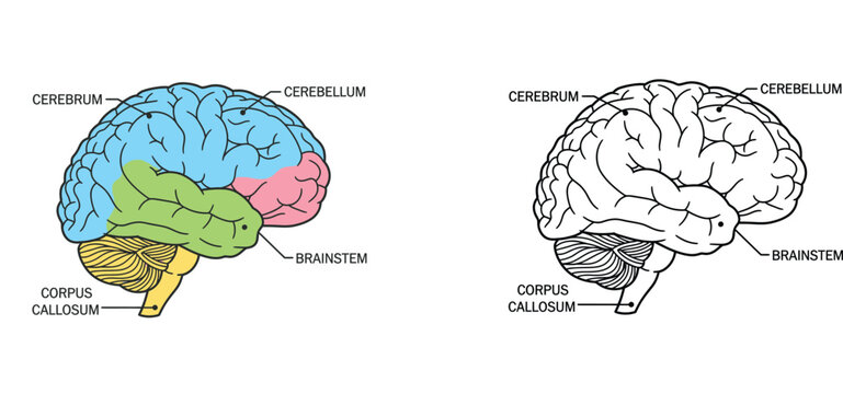 Anatomy of human brain diagram labeled with cerebrum, cerebellum, brainstem, and corpus callosum. Educational medical illustrations in color and black and white line art style.