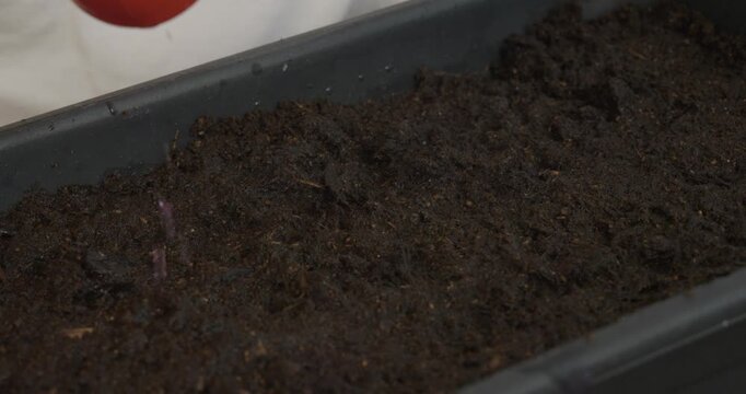 Close-up of a child's hand watering soil in a planter box with a red watering can, using a purple potassium permanganate solution to disinfect the earth before planting seeds.