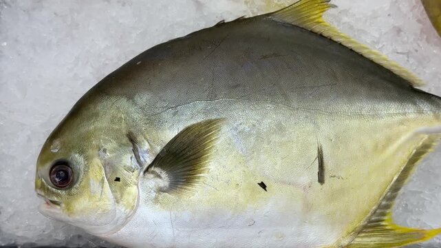 Frozen pompano on ice counter in fish shop, silver yellow fish lying on shallow crushed ice, retail display arranged.