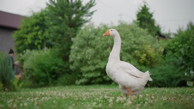 White goose in homestead near house and hedges, exploring lawn and clover with purposeful steps, backyard rhythm past garden tub, tentative glance, domestic scene with distant building, soft diffuse