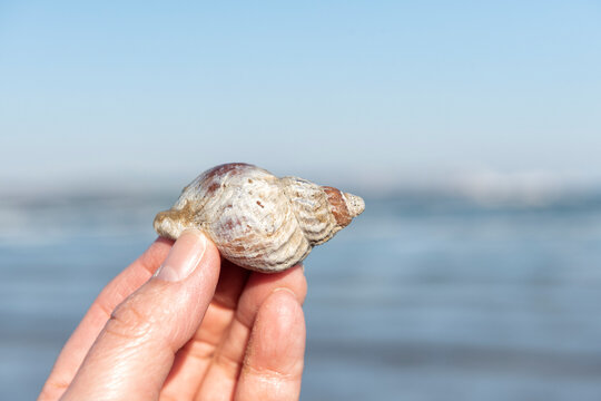 Calciification - white layer of calcium carbonate on the surface of a whelk