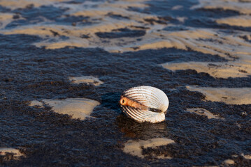 Partially opened cockle showing the excurrent siphon, structure responsible for expelling water, waste, and carbon dioxide © Lucia Tieko