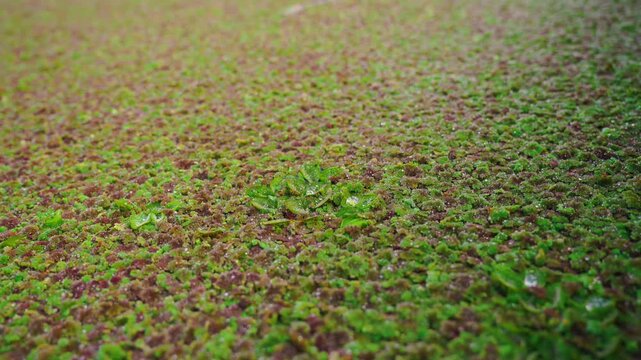 Side view of Azolla, a small aquatic plant of the floating fern family grows on the surface of water in tropical and warm waters. High in nitrogen and protein.Can used to feed animals or make compost.