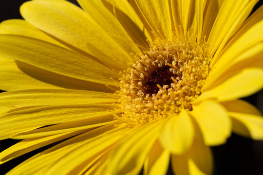 Nahaufnahme einer Gerbera Bl&uuml;te