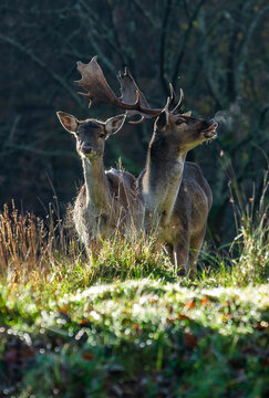 Deer in the forest in fall