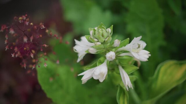 Closeup of hosta with tiny seedheads. Dewy green leaves surround small red seedheads in garden scene. Tranquil scene of soft green hosta foliage with delicate dewy petals and red seedheads
