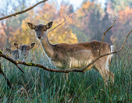Deer in the forest in fall