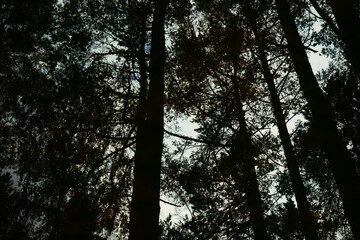 Naklejka premium Minimalist silhouette of trees against bright sky