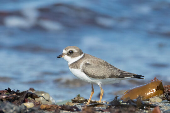 Extreme close-up portrait of beautiful Semipalmated Plover on the shore