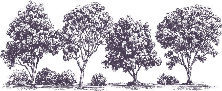 Illustration of four leafy deciduous trees with dense foliage and underbrush in silhouette