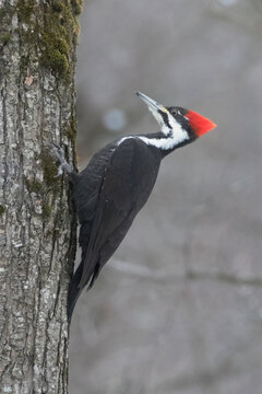 Pileated Woodpecker (female) clinging to a tree trunk in forest