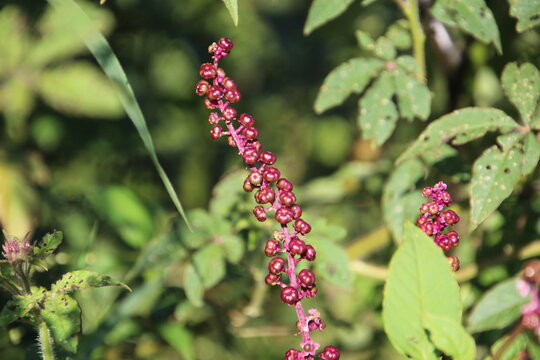 planta uva de rato - Phytolacca americana