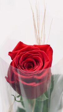 Red rose wheat ear mirror reflection white background macro vertical sant jordi catalonia spain

