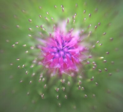 Selective focus macro shot of purple pink burdock flower against green blurred background