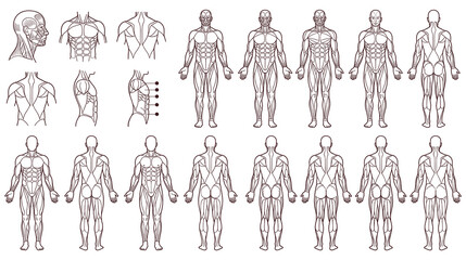 Human body anatomy with muscles diagram, full figures and specific views. © GW