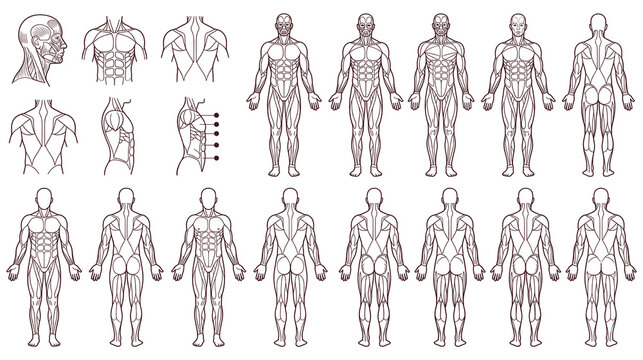 Human body anatomy with muscles diagram, full figures and specific views.