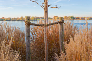 Obraz premium Young tree supported by wooden stakes with rope near calm river in autumn landscape