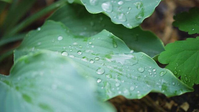 Dew covered hosta leaves closeup with glistening droplets across textured green surface, botanist viewpoint in shaded garden, soft bokeh background, morning light highlights veins and moisture