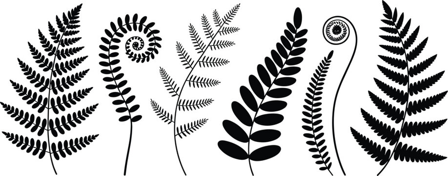 Black Silhouettes Of Various Fern Fronds And Spiraling Fiddleheads unfurling