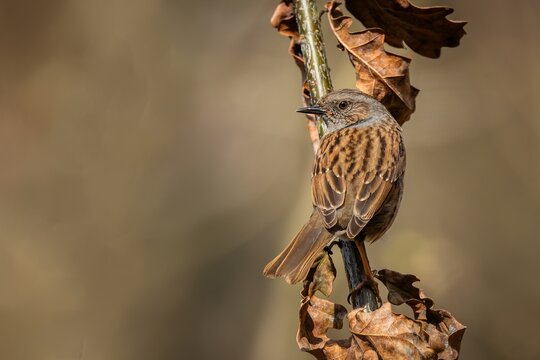 The dunnock, a brown and blue songbird, perching on a branch with dry leaves on a sunny spring day. Blurred background.