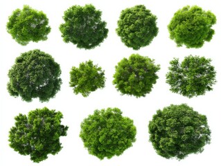 Obraz premium Collection of Realistic Tree Top Views Isolated on White Background for Architectural Visualization