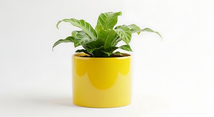 Fototapeta premium Green plant in yellow pot