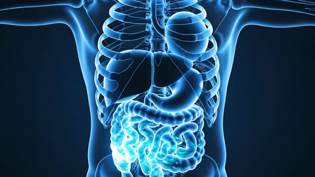 Anatomical visualization of the human digestive system in a 3D blue glowing rendering against a dark background, highlighting the intestines, stomach, and other organs