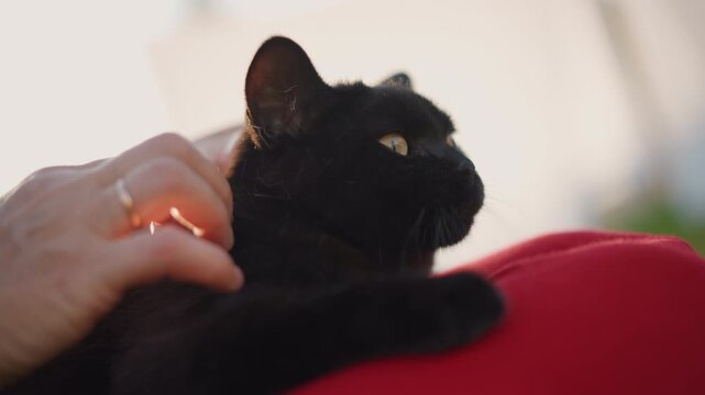 Peaceful black cat purring softly nearby. Relaxed feline lying peacefully on plush cushion while purring. Quiet cat comfortably resting on soft surface as gentle hand strokes fur lovingly