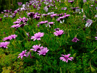 Obraz premium Fresh colorful flowers in springtime nature