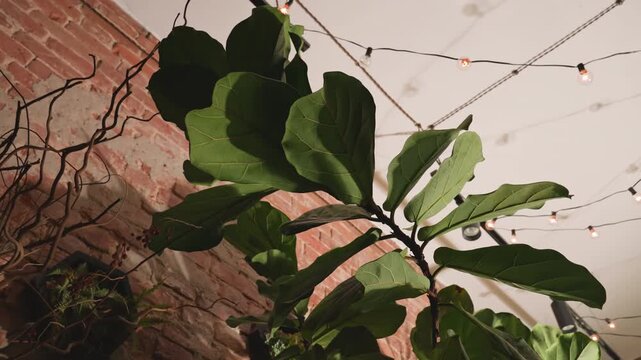 Fiddle leaf with string lighting. Closeup of fiddle leaf fig illuminated by warm bulbs. Atmospheric indoor display featuring fiddle leaf fig among ambient string lights and exposed brick