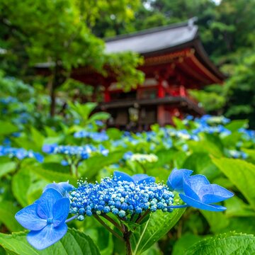 Close-up of vibrant blue hydrangeas with green foliage in the foreground, traditional red building blurred in background