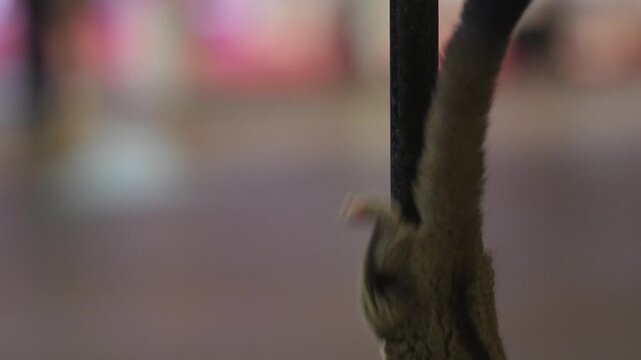 Cute sugar glider climbing a pole indoors, exotic pet close-up, soft focus, adorable wildlife footage, cozy low light scene.
