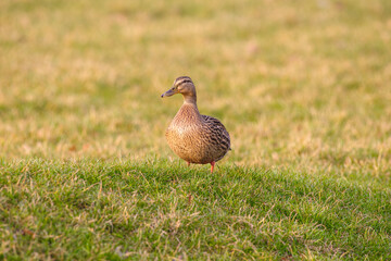 Samica kaczki krzyżówki (Anas platyrhynchos) stojąca na zielonej trawie w ciepłym świetle zachodzącego słońca. Naturalny portret dzikiego ptaka w parku podczas złotej godziny. © Henryk Niestrój