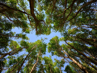 Fototapeta premium Forest landscape with sky peeking through branches